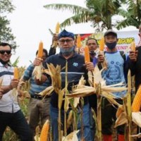 Bupati Kuningan saat panen raya jagung di desa Mekarsari.